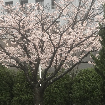 0328cherry-blossoms.JPG