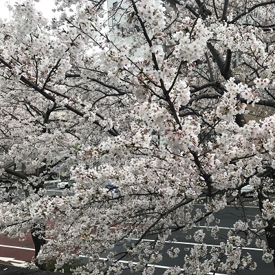 0331cherry-blossoms-1.jpg