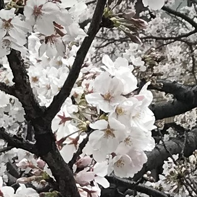 0331cherry-blossoms-2.jpg