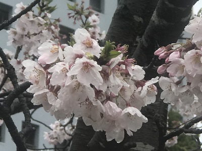 0401cherry-blossoms-1.jpg