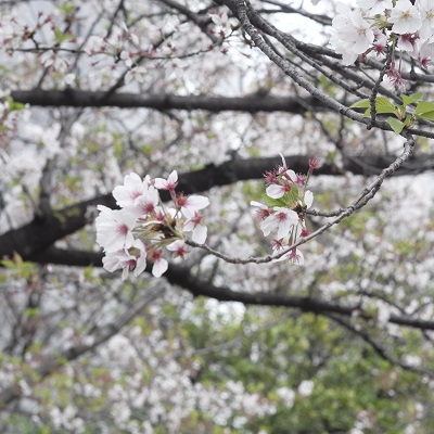 0403cherry-blossoms-1.JPG