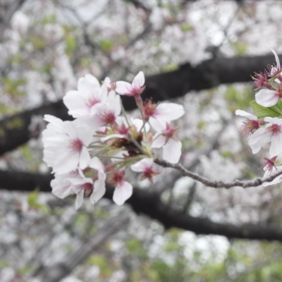 0403cherry-blossoms-2.JPG
