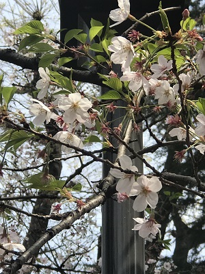 0405cherry-blossoms-1.JPG