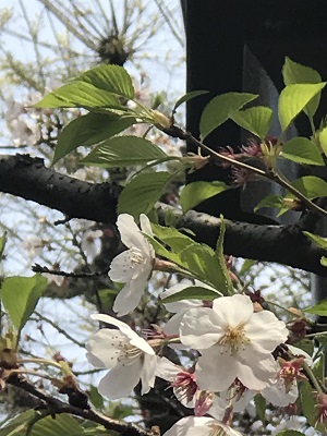 0405cherry-blossoms-2-1.jpg