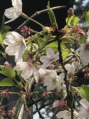 0405cherry-blossoms-2-2.jpg