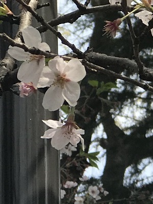 0405cherry-blossoms-2-3.jpg