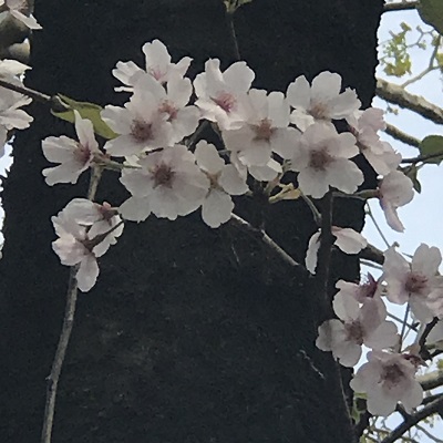 0409cherry-blossoms.JPG